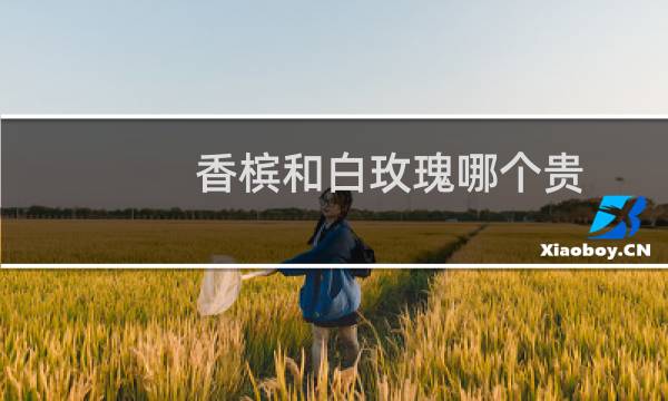 香槟和白玫瑰哪个贵