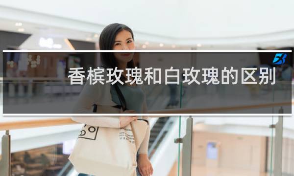 香槟玫瑰和白玫瑰的区别
