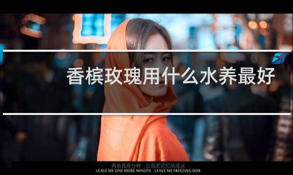 香槟玫瑰用什么水养最好