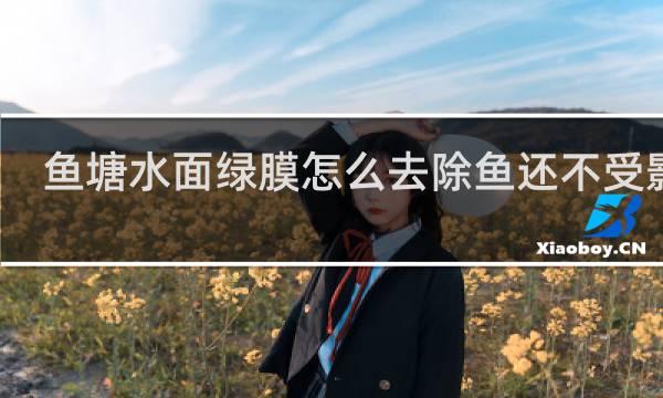 鱼塘水面绿膜怎么去除鱼还不受影响