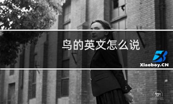 鸟的英文怎么说