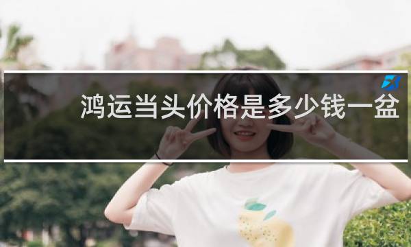 鸿运当头价格是多少钱一盆