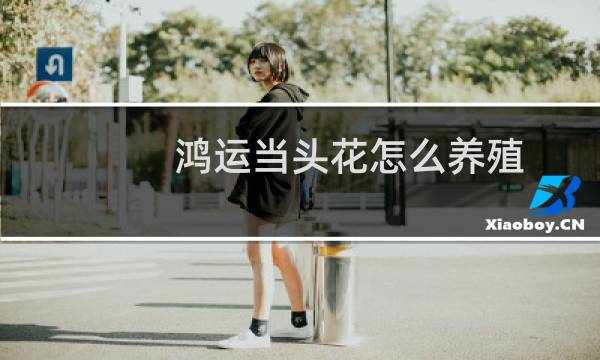 鸿运当头花怎么养殖