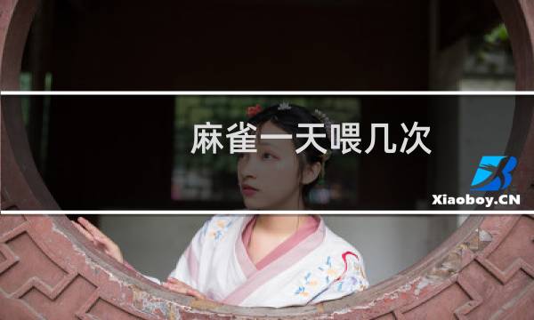 麻雀一天喂几次