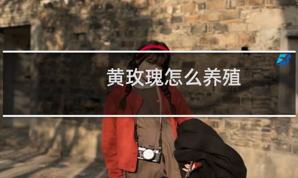 黄玫瑰怎么养殖