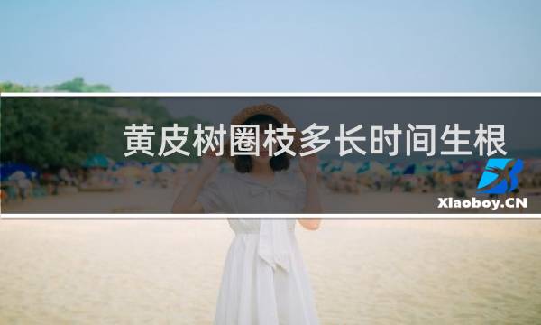 黄皮树圈枝多长时间生根
