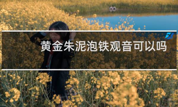 黄金朱泥泡铁观音可以吗