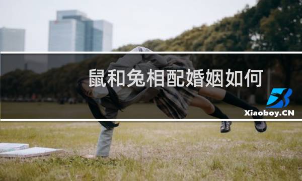 鼠和兔相配婚姻如何