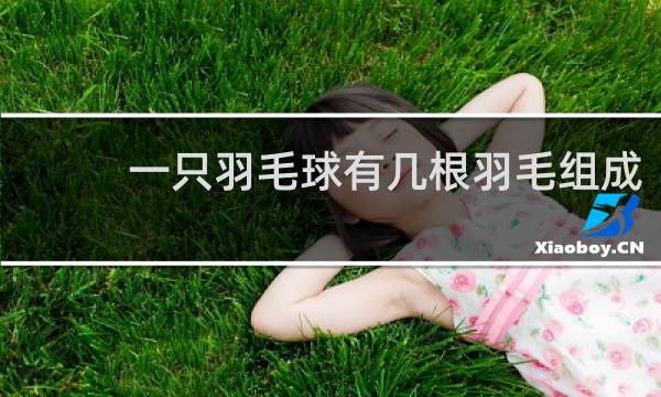 一只羽毛球有几根羽毛组成