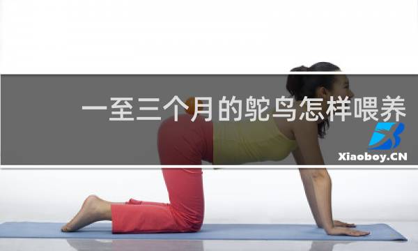 一至三个月的鸵鸟怎样喂养