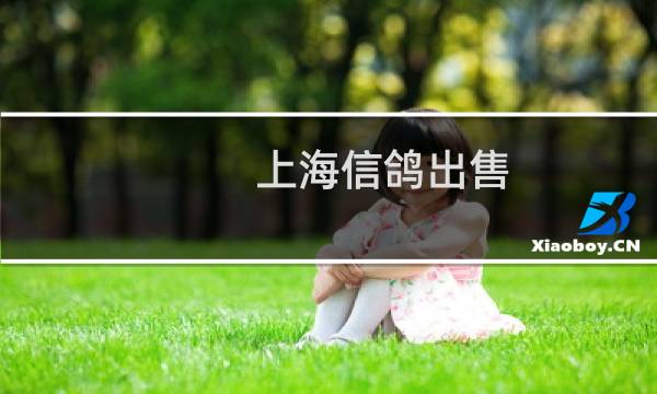 上海信鸽出售