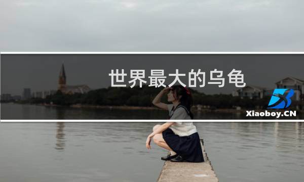 世界最大的乌龟图片