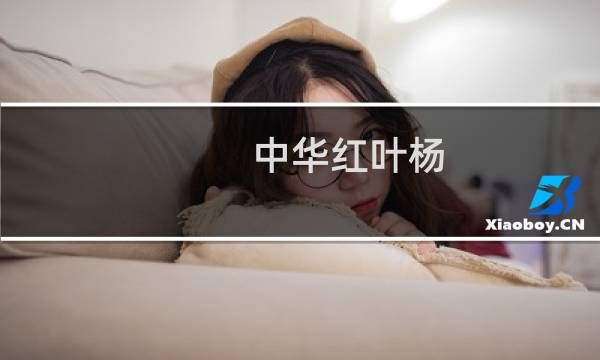 中华红叶杨