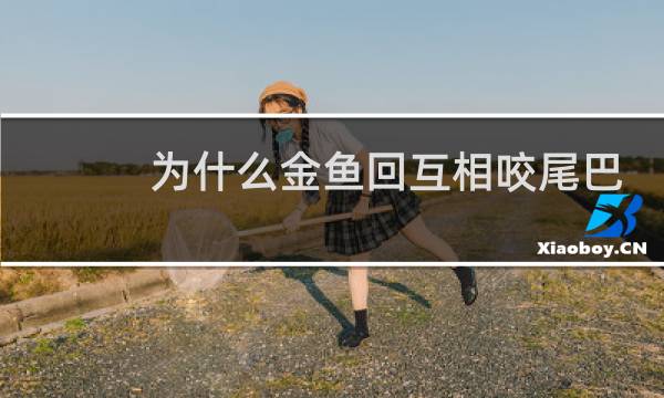 为什么金鱼回互相咬尾巴