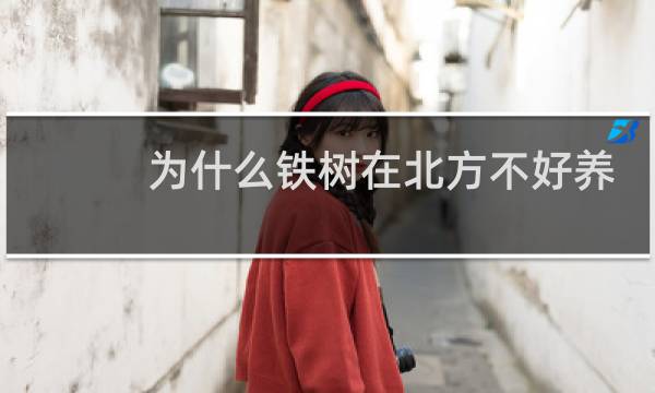 为什么铁树在北方不好养