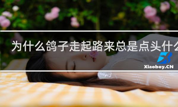 為什么鴿子走起路來總是點(diǎn)頭什么梗