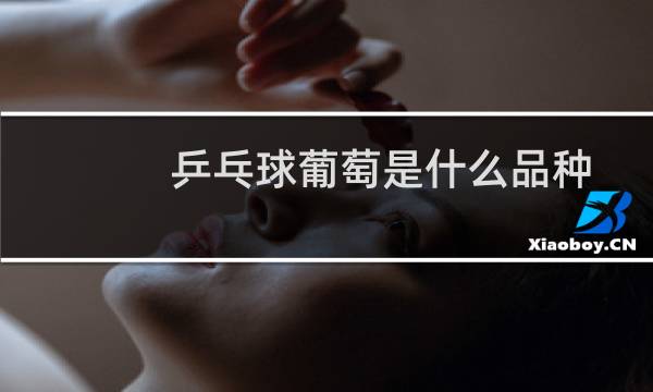 乒乓球葡萄是什么品种