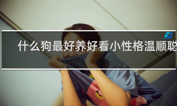什么狗最好养好看小性格温顺聪明