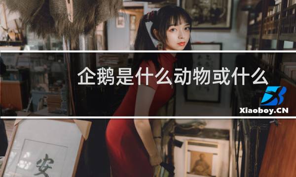 企鹅是什么动物或什么生肖（企鹅是什么动物）