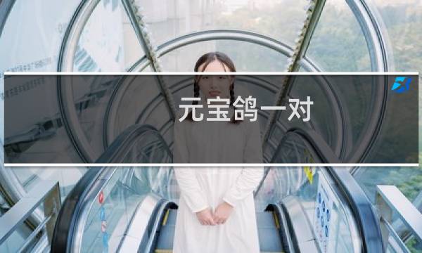 元宝鸽一对