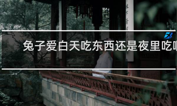 兔子爱白天吃东西还是夜里吃啊