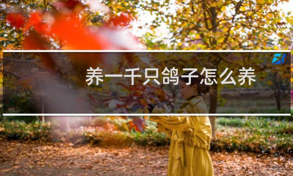 养一千只鸽子怎么养