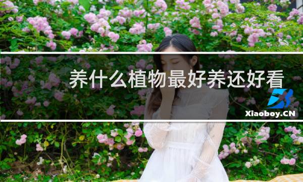 养什么植物最好养还好看