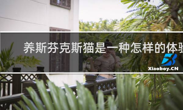 养斯芬克斯猫是一种怎样的体验