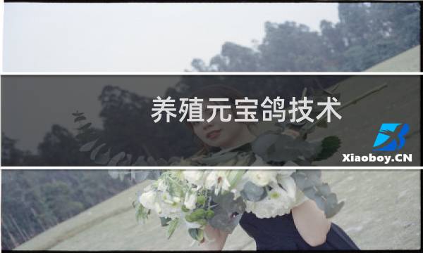 养殖元宝鸽技术