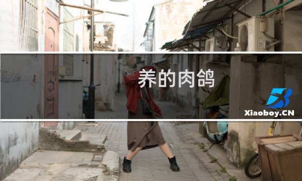 养的肉鸽