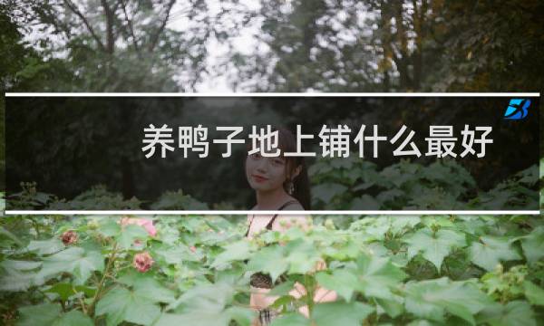 养鸭子地上铺什么最好图片