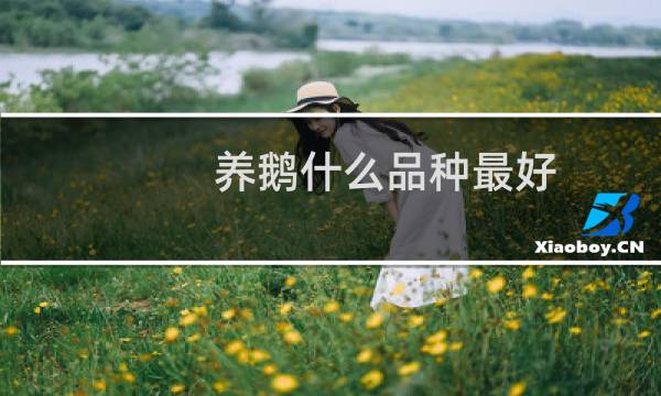 养鹅什么品种最好图片