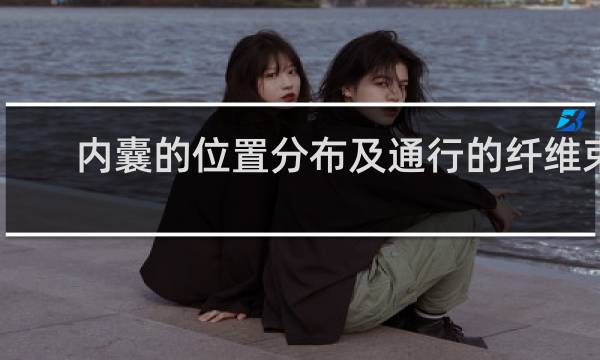 内囊的位置分布及通行的纤维束