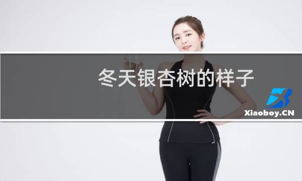 冬天银杏树的样子