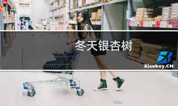 冬天银杏树