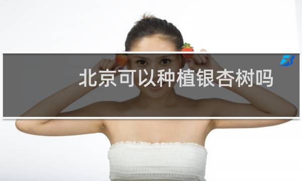 北京可以种植银杏树吗