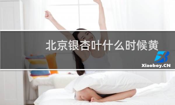 北京银杏叶什么时候黄