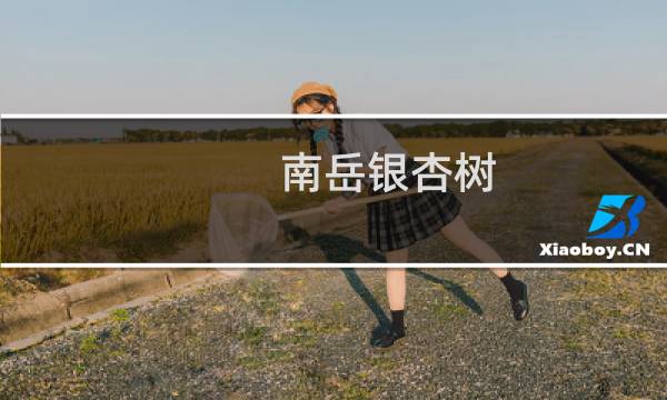 南岳银杏树