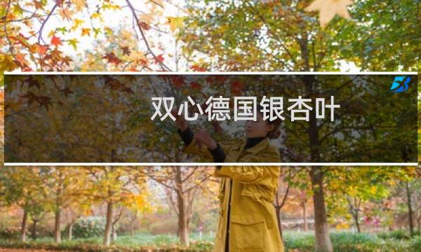 双心德国银杏叶
