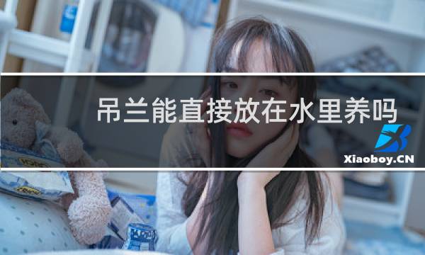 吊兰能直接放在水里养吗