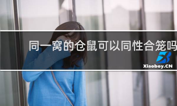同一窝的仓鼠可以同性合笼吗