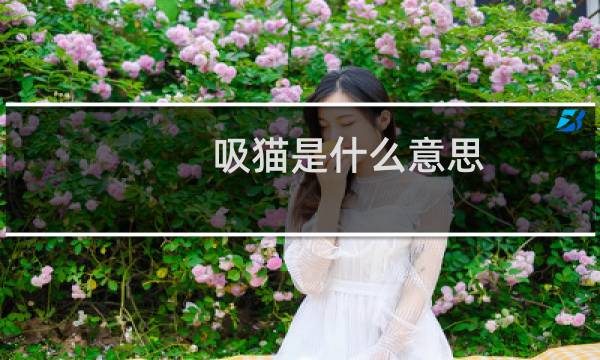 吸猫是什么意思（什么叫吸猫给我解释一下）图片