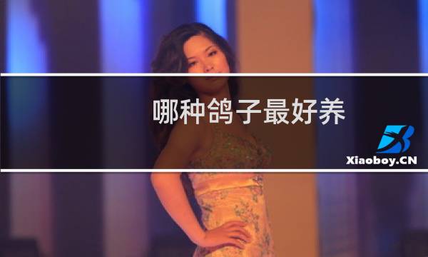 哪种鸽子最好养