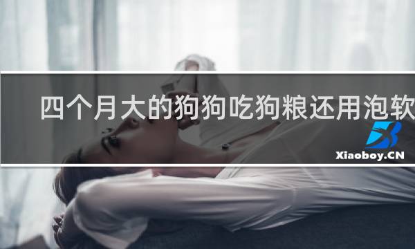 四个月大的狗狗吃狗粮还用泡软吗