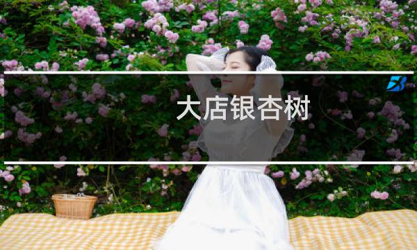大店银杏树