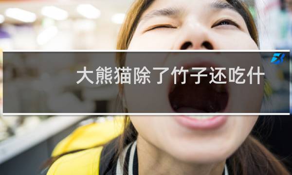 大熊猫除了竹子还吃什么(大熊猫除了竹子还吃什么)