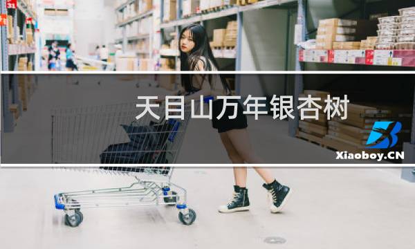 天目山万年银杏树