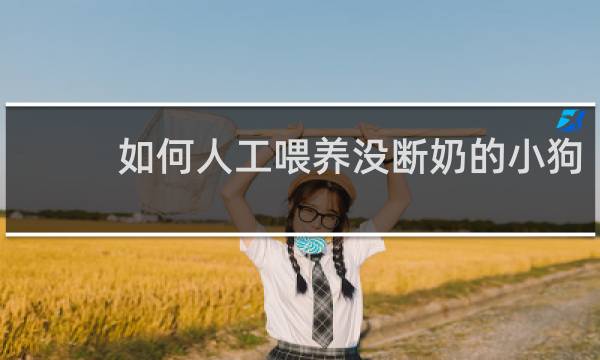 如何人工喂养没断奶的小狗