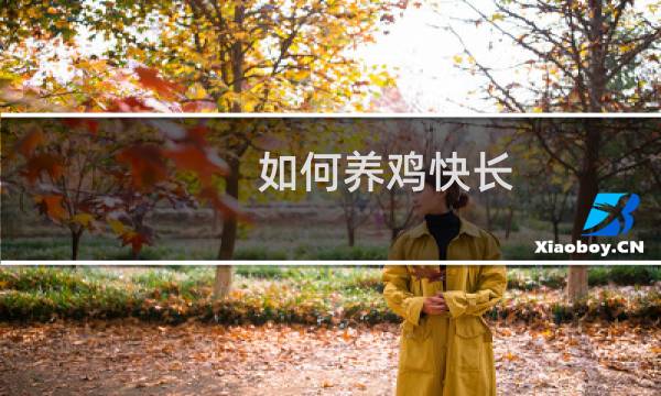 如何养鸡快长