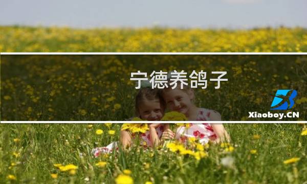 宁德养鸽子